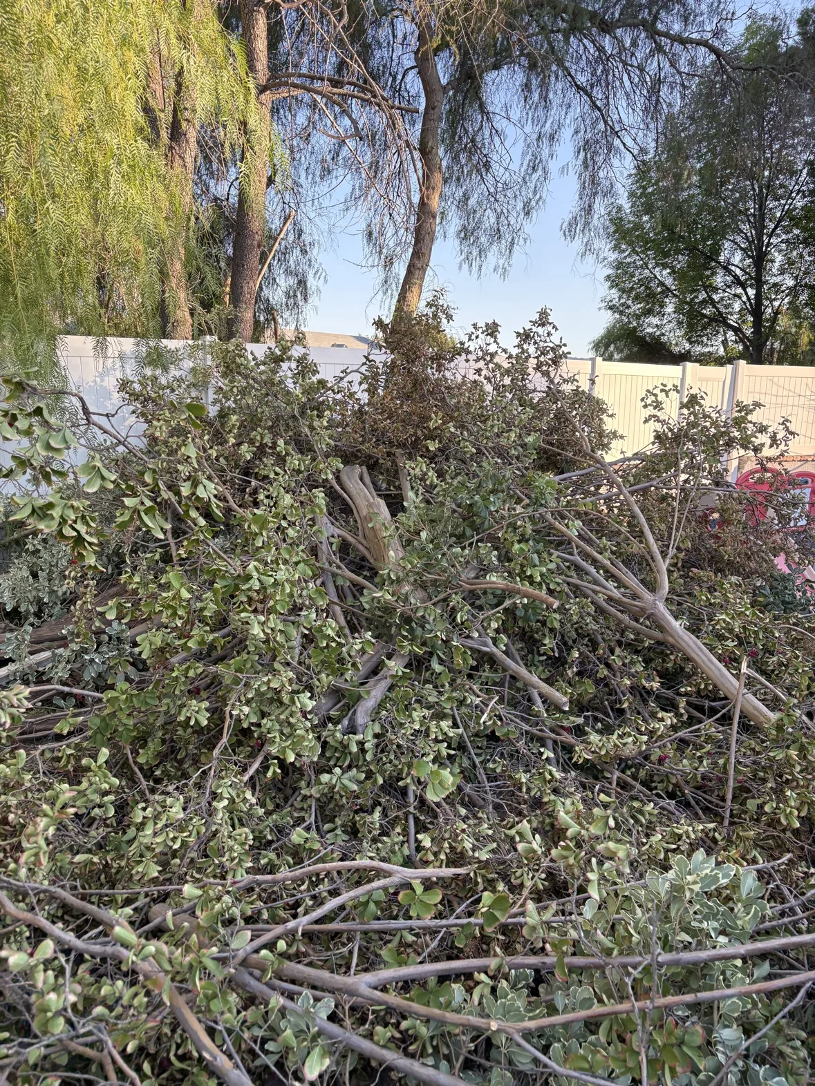 Pile of freshly cut branches gathered in a yard
