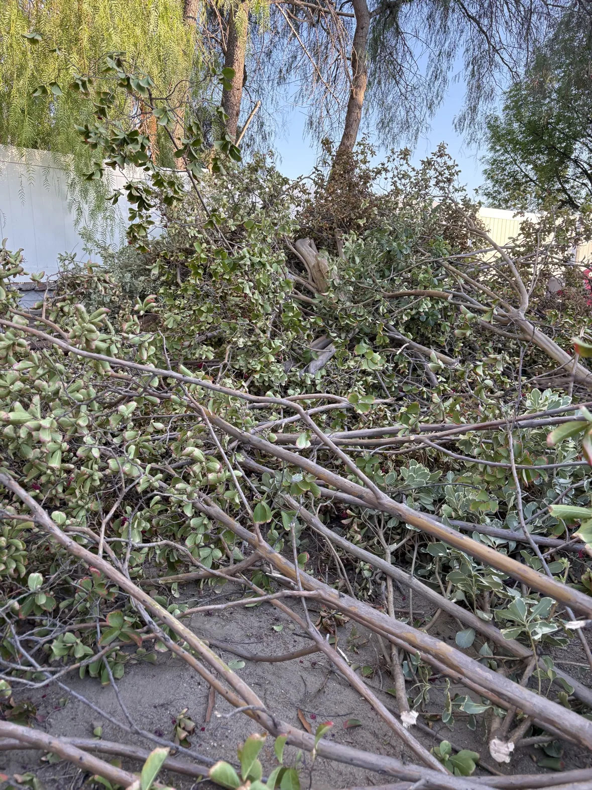 Cut brush piled up for cleanup and removal