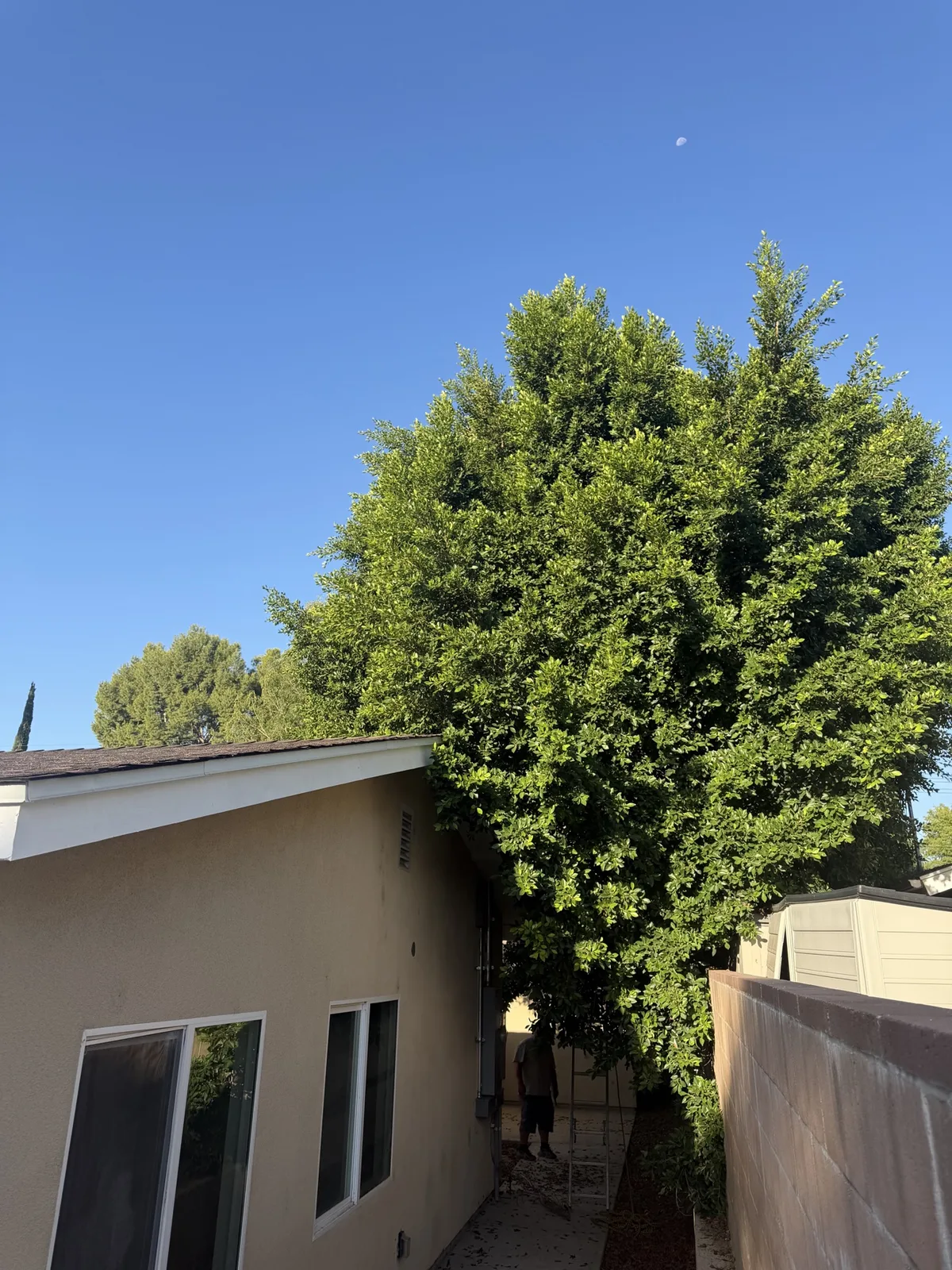 Large ficus canopy extending over a house before trimming