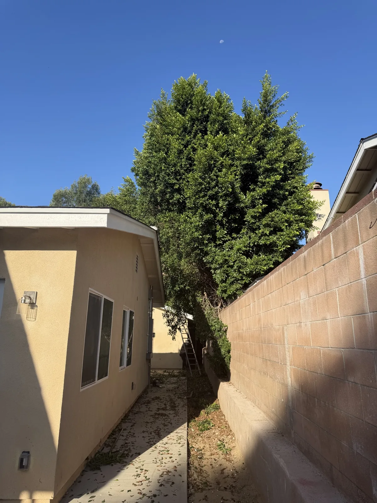 Large ficus beside a narrow alley and block wall