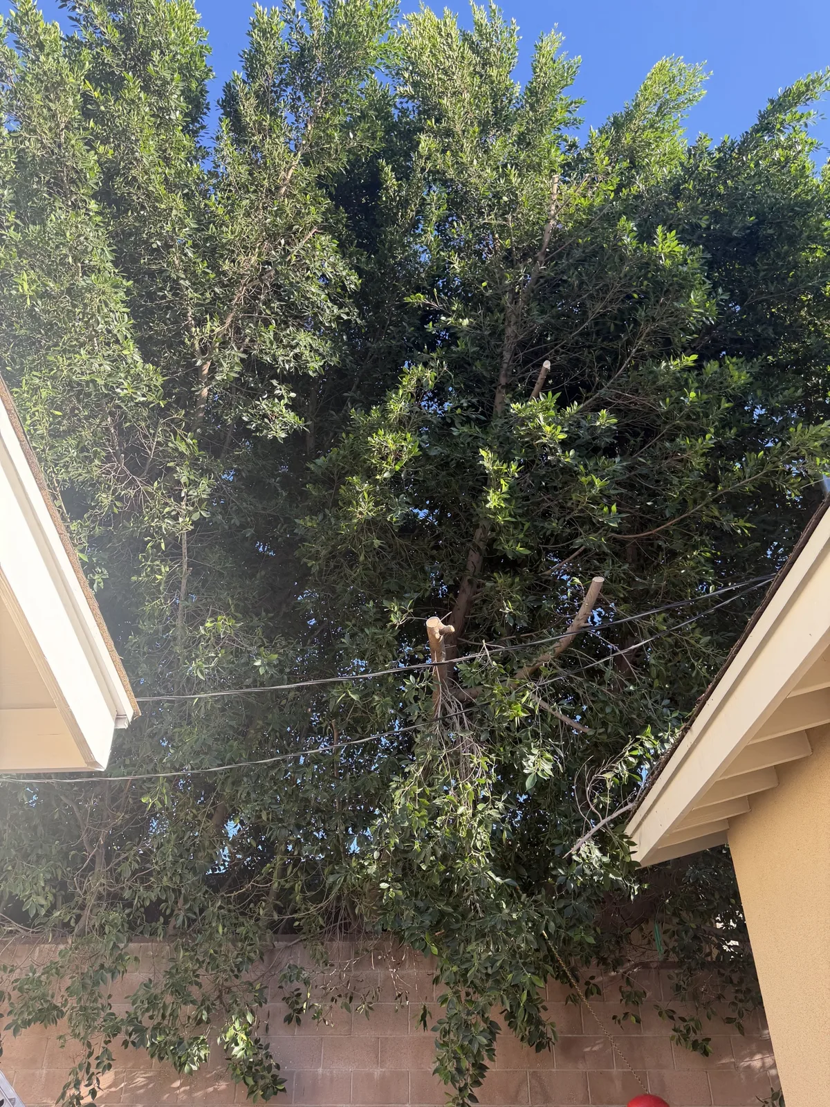 Freshly cut limbs visible in the ficus canopy