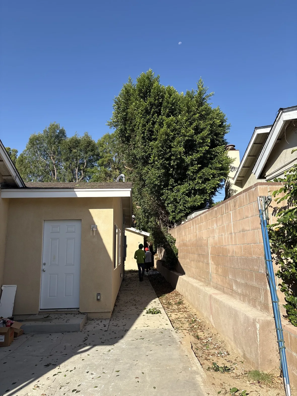 Crew working with ladders at the ficus tree