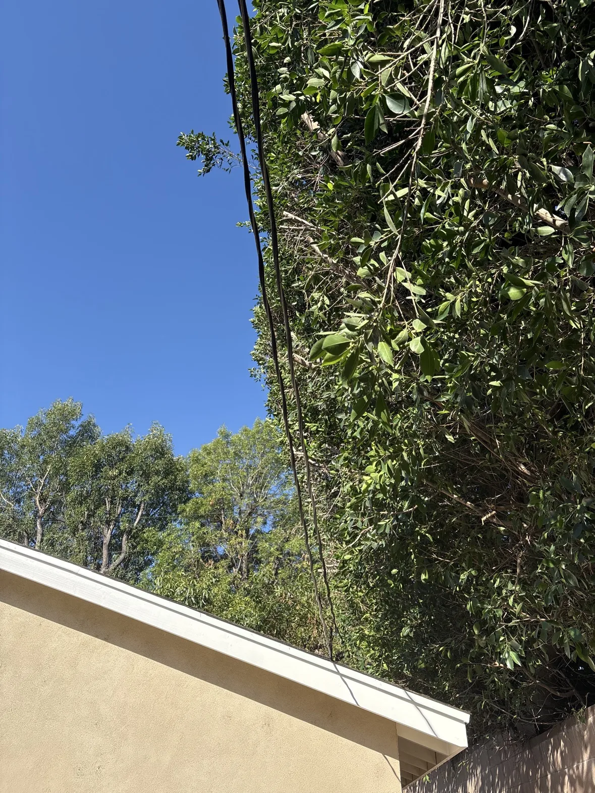 Ficus foliage being trimmed near overhead utility lines