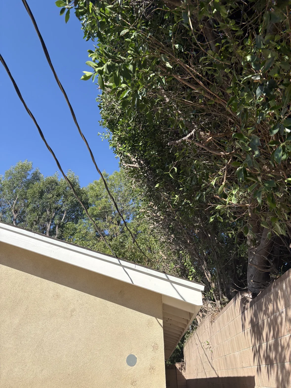 Trimmed ficus canopy above the house roof