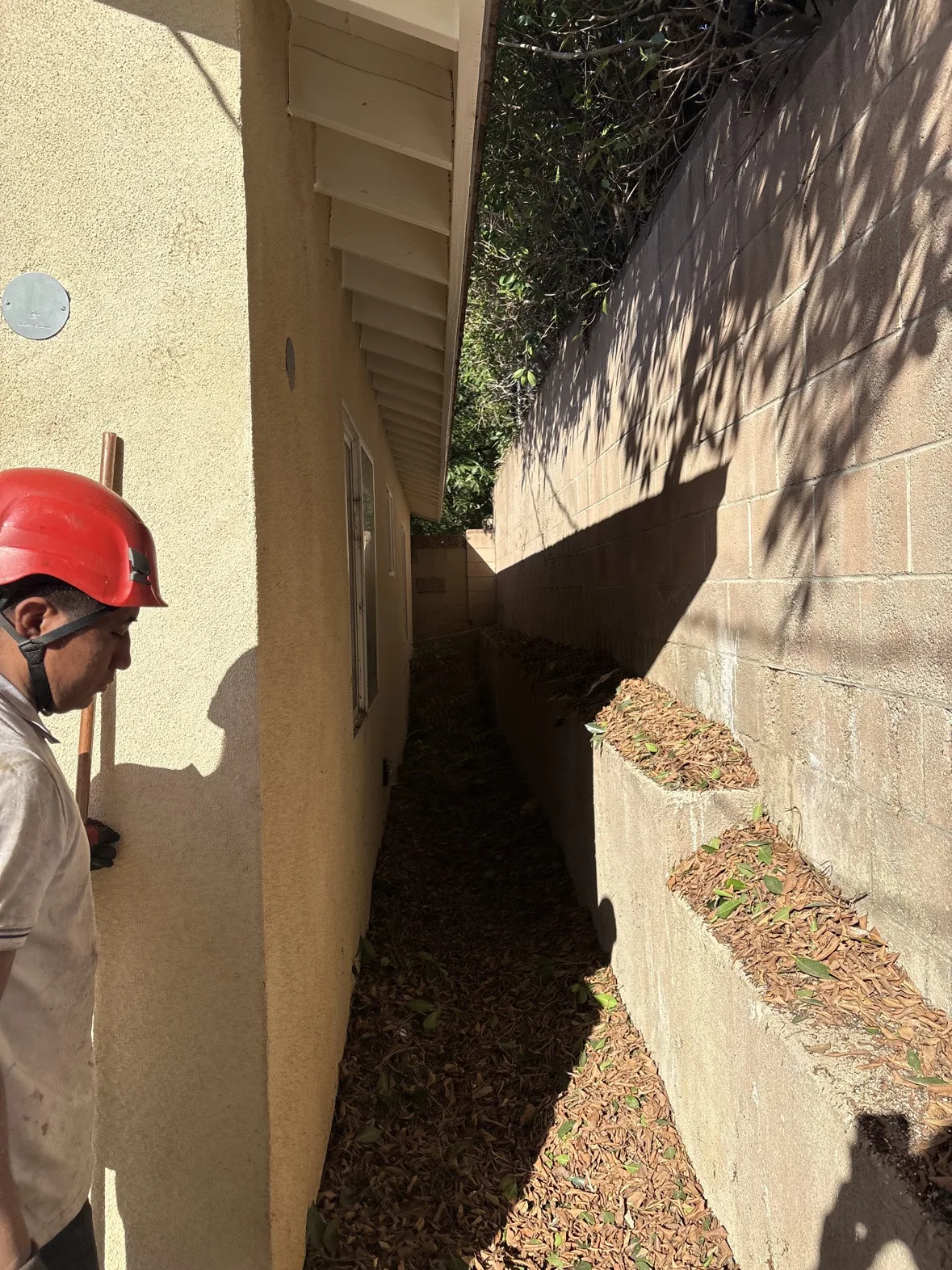 Side passage cleared during ficus trimming cleanup