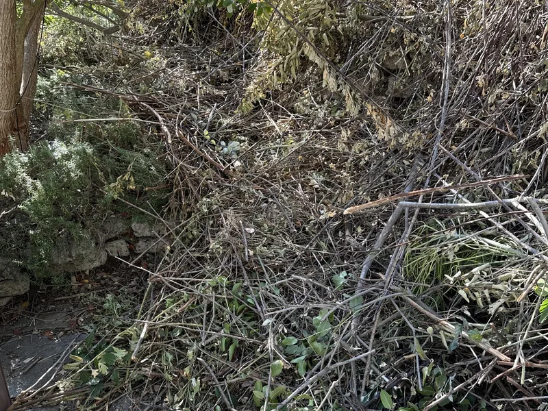 Pile of cut branches and brush in the garden before removal