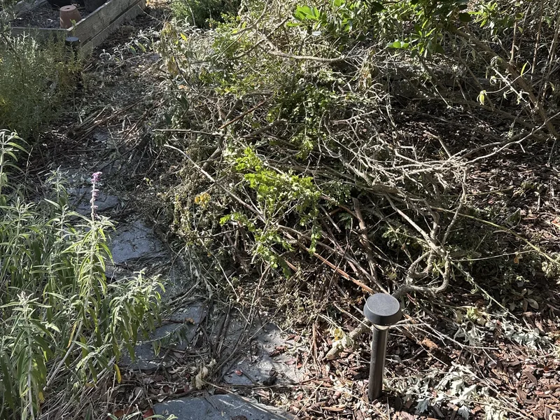 Garden path blocked by overgrown brush before clearing