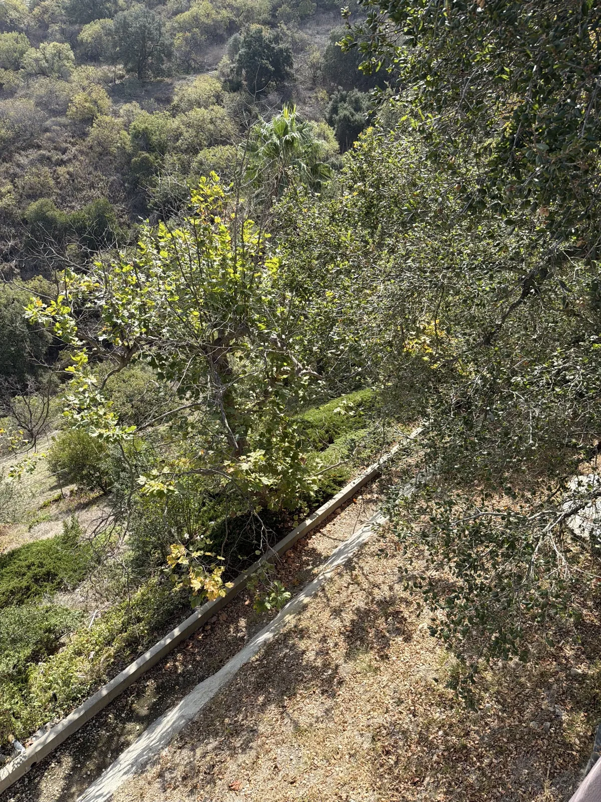 Drainage channel crowded by brush before hillside clearing