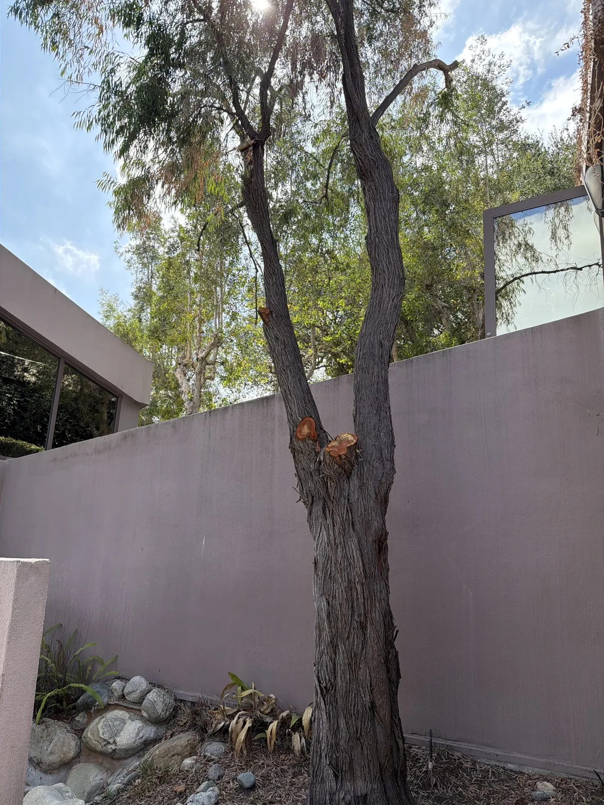 Large hillside tree before trimming and removal work
