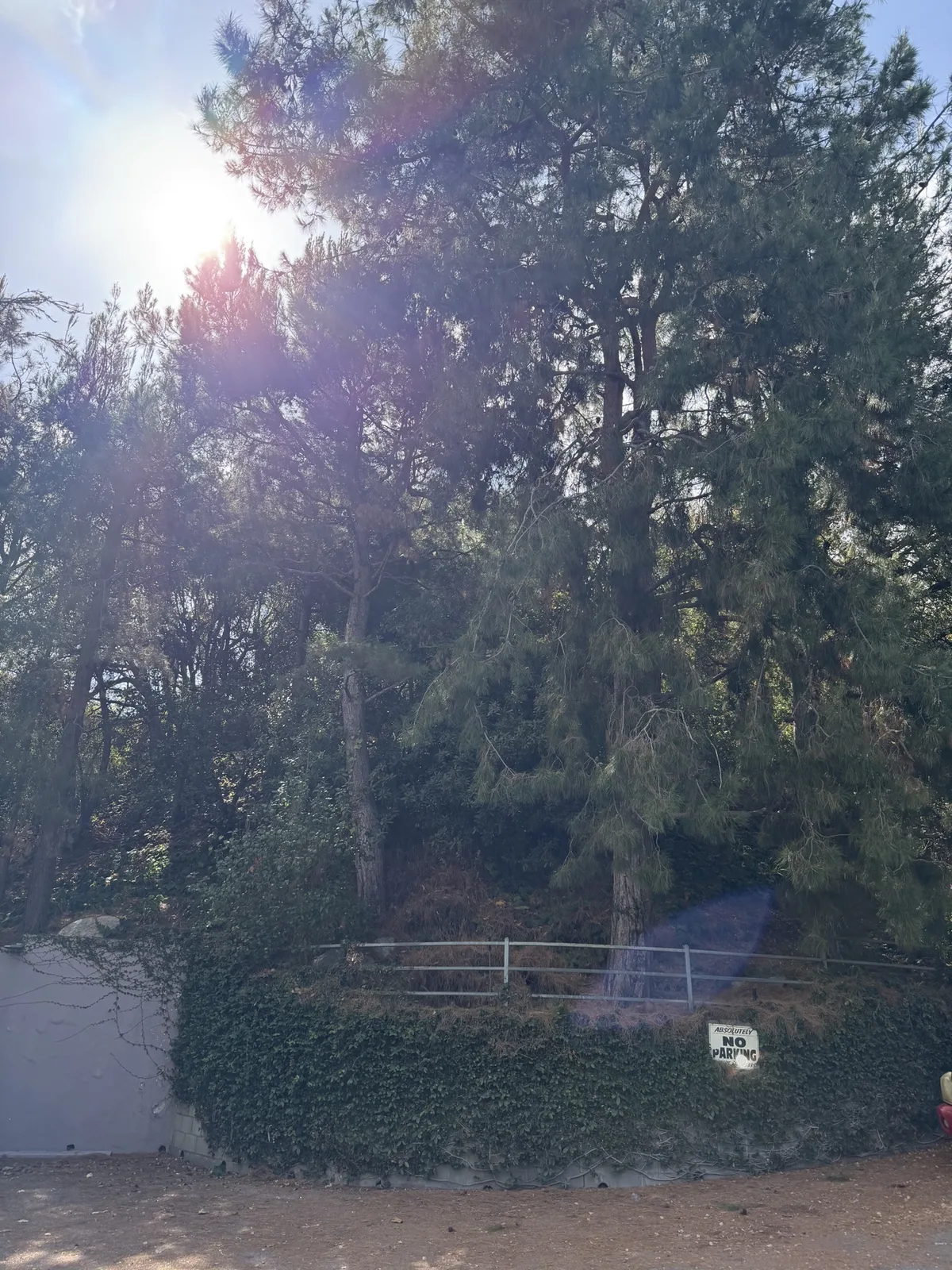 Pine trees viewed from the street before removal work